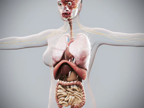 Human Female Internal Organs Anatomy 3D Model
