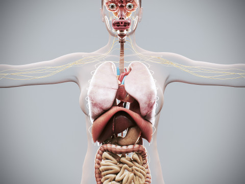 Human Female Internal Organs Anatomy 3D Model