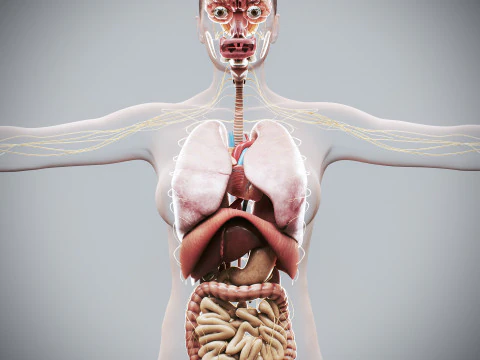 Human Female Internal Organs Anatomy 3D Model