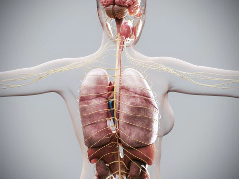 Human Female Internal Organs Anatomy 3D Model