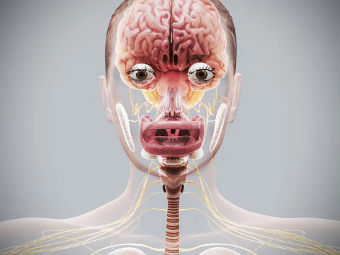 Human Female Internal Organs Anatomy 3D Model
