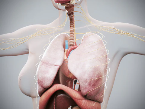 Human Female Internal Organs Anatomy 3D Model