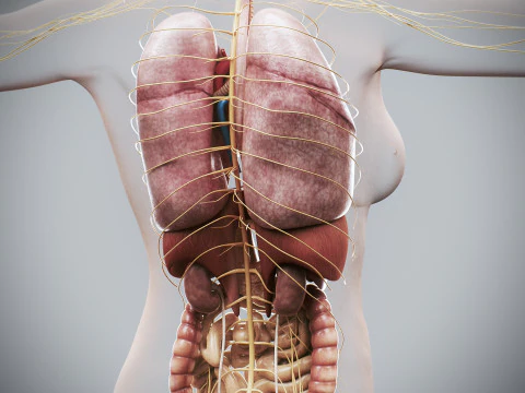 Human Female Internal Organs Anatomy 3D Model