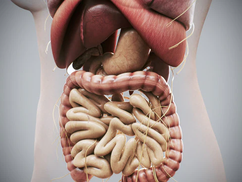 Human Female Internal Organs Anatomy 3D Model