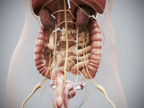 Human Female Internal Organs Anatomy 3D Model