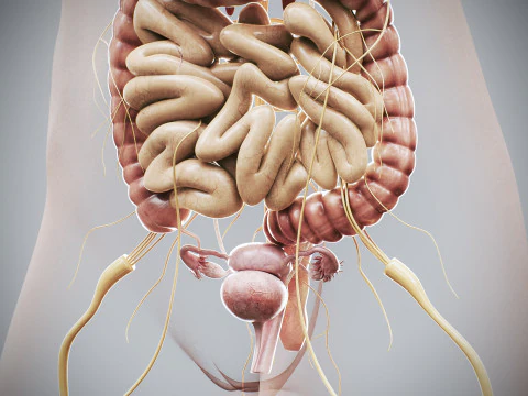 Human Female Internal Organs Anatomy 3D Model