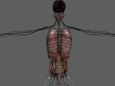 Human Female Internal Organs Anatomy 3D Model