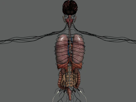 Human Female Internal Organs Anatomy 3D Model