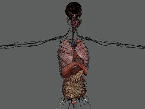 Human Female Internal Organs Anatomy 3D Model