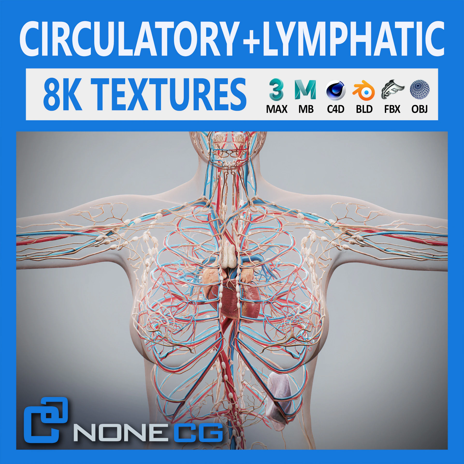 Human Female Circulatory and Lymphatic Anatomy 3D Model .c4d .max .obj .3ds .fbx .stl .blend 