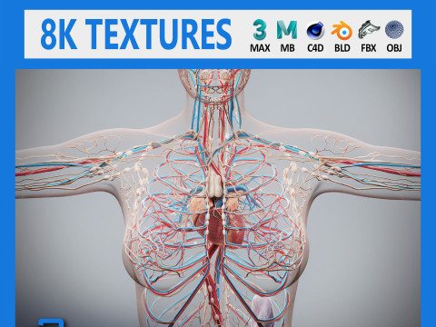 Human Female Circulatory and Lymphatic Anatomy 3D 模型