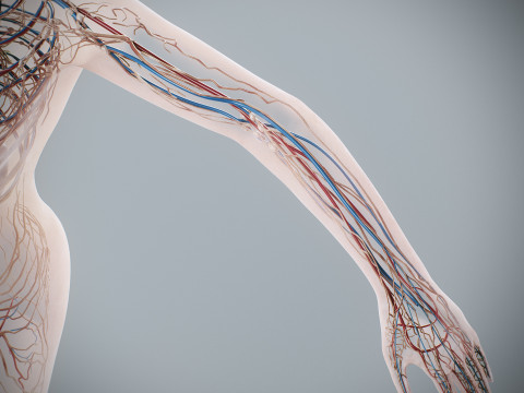 Human Female Circulatory and Lymphatic Anatomy 3D Модель