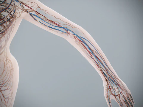 Human Female Circulatory and Lymphatic Anatomy 3D Model