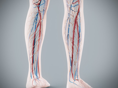 Human Female Circulatory and Lymphatic Anatomy 3D Модель
