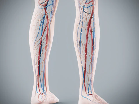 Human Female Circulatory and Lymphatic Anatomy 3D Model