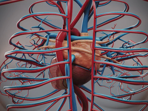 Human Female Circulatory and Lymphatic Anatomy 3D Model