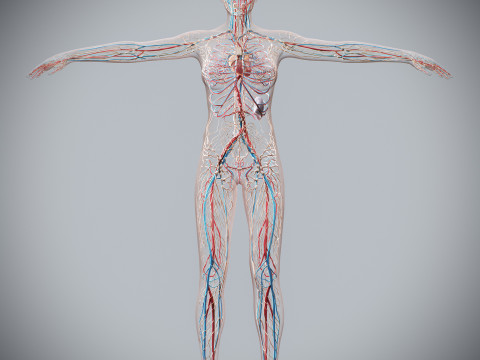 Human Female Circulatory and Lymphatic Anatomy 3D Модель