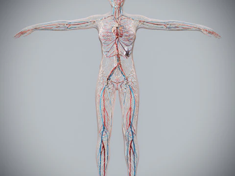 Human Female Circulatory and Lymphatic Anatomy 3D Model