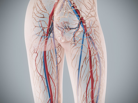 Human Female Circulatory and Lymphatic Anatomy 3D Модель