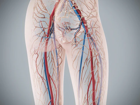Human Female Circulatory and Lymphatic Anatomy 3D Model