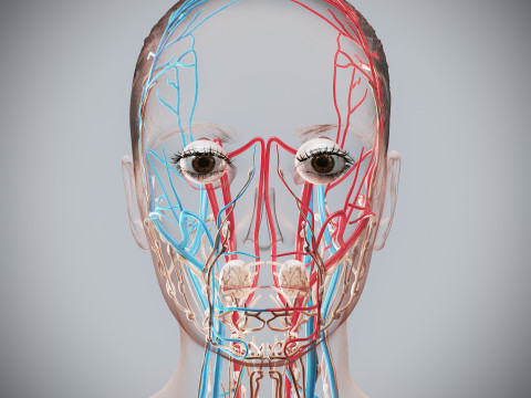 Human Female Circulatory and Lymphatic Anatomy 3D Модель