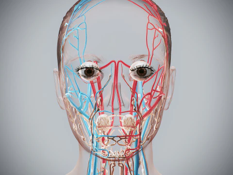 Human Female Circulatory and Lymphatic Anatomy 3D Model