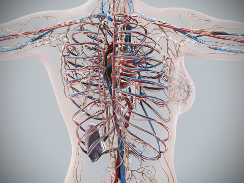 Human Female Circulatory and Lymphatic Anatomy 3D Модель