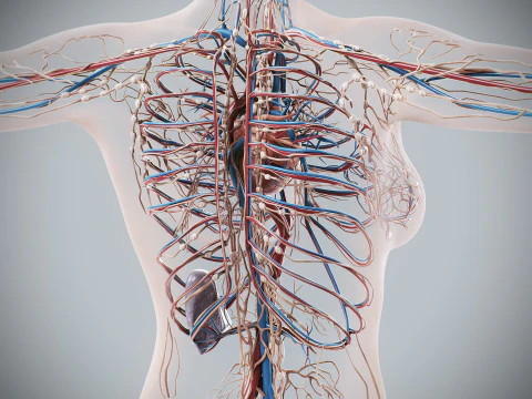 Human Female Circulatory and Lymphatic Anatomy 3D Model
