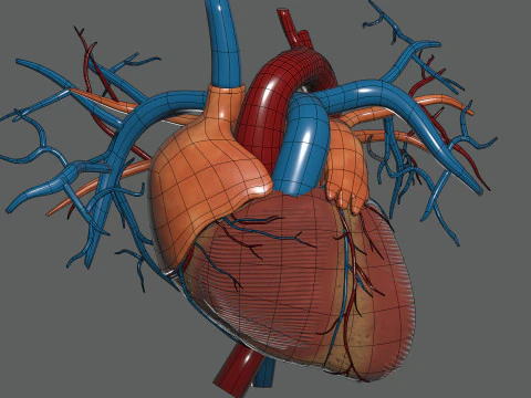 Human Female Circulatory and Lymphatic Anatomy 3D Model