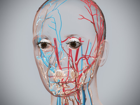 Human Female Circulatory and Lymphatic Anatomy 3D Модель