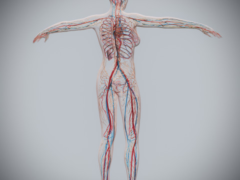 Human Female Circulatory and Lymphatic Anatomy 3D Модель