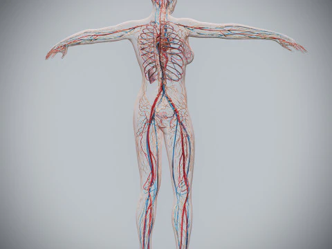 Human Female Circulatory and Lymphatic Anatomy 3D Model
