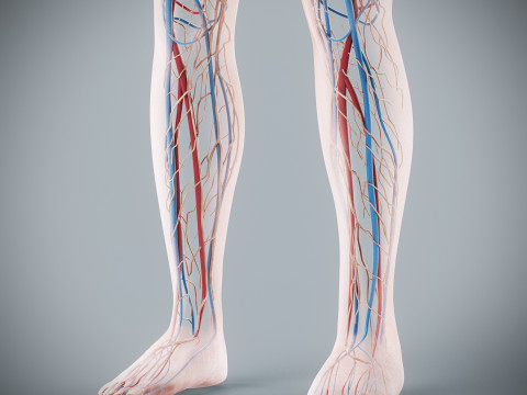 Human Female Circulatory and Lymphatic Anatomy 3D Модель