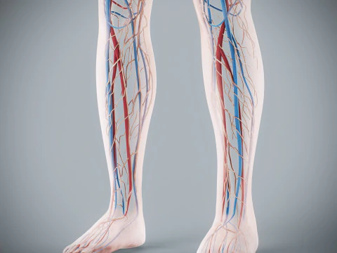 Human Female Circulatory and Lymphatic Anatomy 3D Model