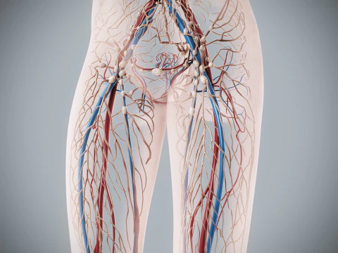 Human Female Circulatory and Lymphatic Anatomy 3D Model