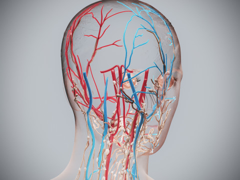 Human Female Circulatory and Lymphatic Anatomy 3D Модель