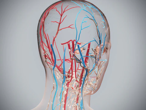 Human Female Circulatory and Lymphatic Anatomy 3D Model