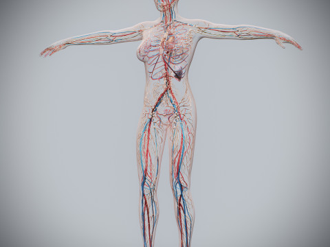 Human Female Circulatory and Lymphatic Anatomy 3D Модель