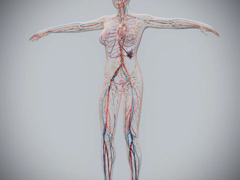 Human Female Circulatory and Lymphatic Anatomy 3D Model