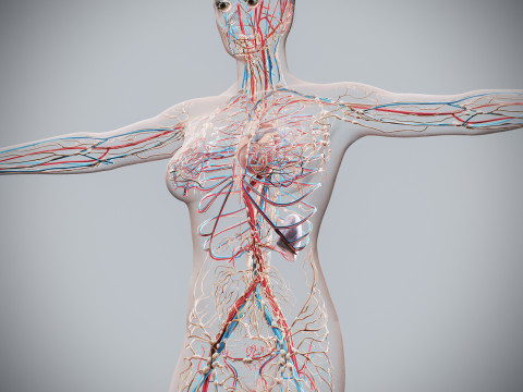 Human Female Circulatory and Lymphatic Anatomy 3D Модель