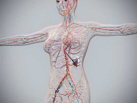 Human Female Circulatory and Lymphatic Anatomy 3D Model
