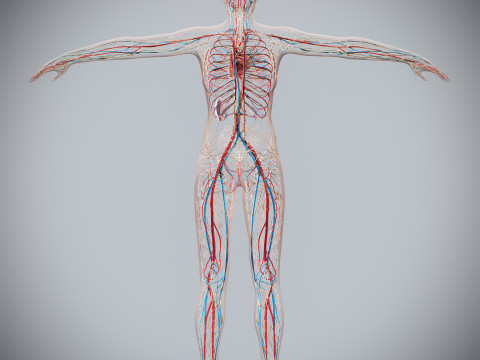 Human Female Circulatory and Lymphatic Anatomy 3D Модель