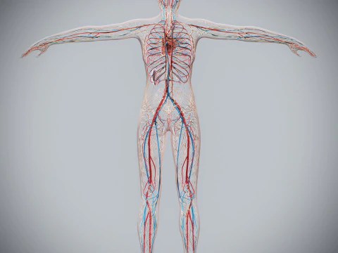 Human Female Circulatory and Lymphatic Anatomy 3D Model