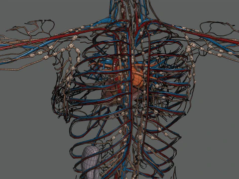 Human Female Circulatory and Lymphatic Anatomy 3D Model