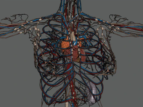 Human Female Circulatory and Lymphatic Anatomy 3D Model