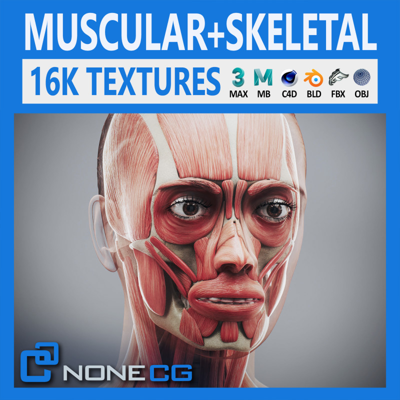Human Female Skeletal and Muscular Anatomy Modelo 3D .c4d .max .obj .3ds .fbx .stl .blend