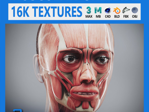 Human Female Skeletal and Muscular Anatomy 3D-Modell