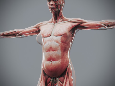 Human Female Skeletal and Muscular Anatomy Modelo 3D