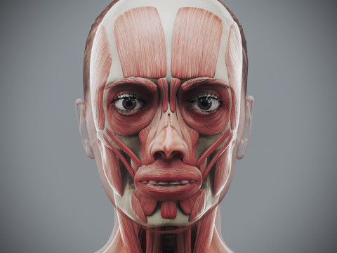 Human Female Skeletal and Muscular Anatomy Modelo 3D