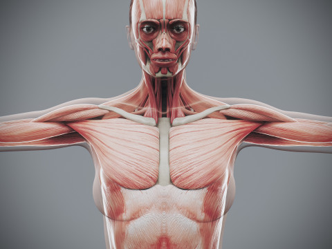 Human Female Skeletal and Muscular Anatomy Modelo 3D